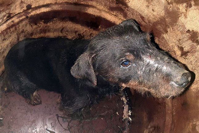 Lovački pas poklao stado ovaca na salašu u Mikićevu