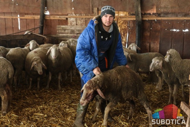 Lovački pas poklao stado ovaca na salašu u Mikićevu