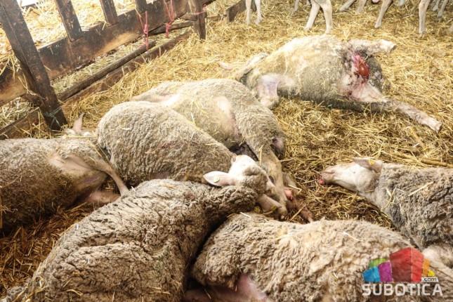 Lovački pas poklao stado ovaca na salašu u Mikićevu