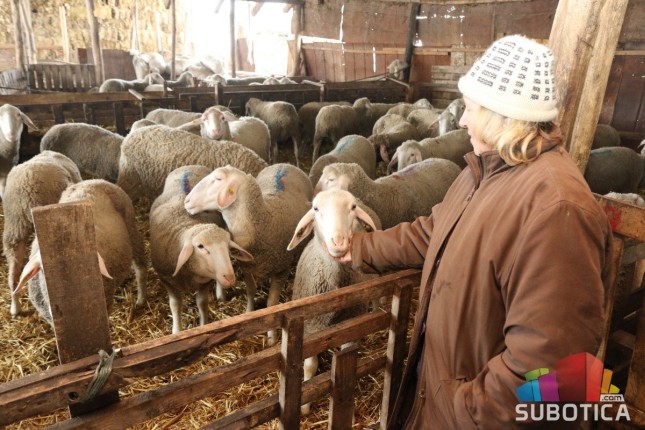 Lovački pas poklao stado ovaca na salašu u Mikićevu