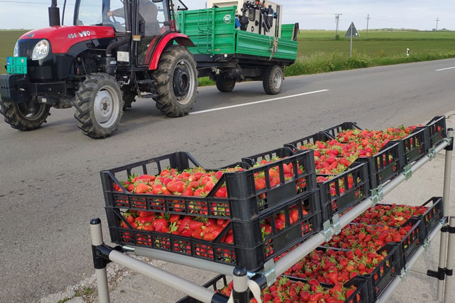 Jagode dobro rodile – padaće i cena