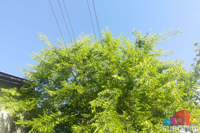 Koje zelene površine održava "Čistoća", a koje građani?