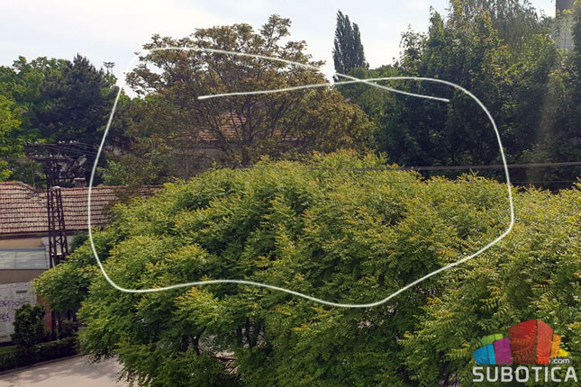 Koje zelene površine održava "Čistoća", a koje građani?