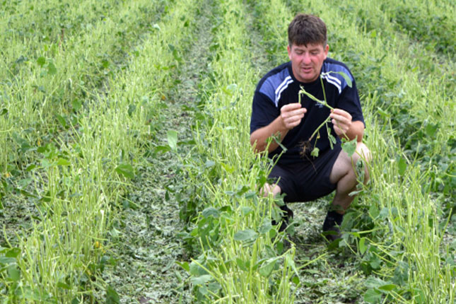 Poljoprivredni usevi ponovo stradali, soja potpuno uništena