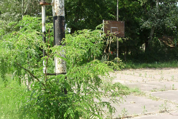 Nebriga o sportskom terenu na Paliću