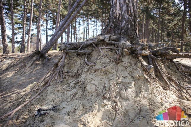 Začarani krug Kelebijske šume