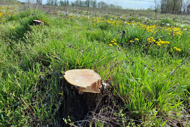 Da li tavankutska jabuka odlazi u zaborav? Iskrčeno više od polovine voćnjaka