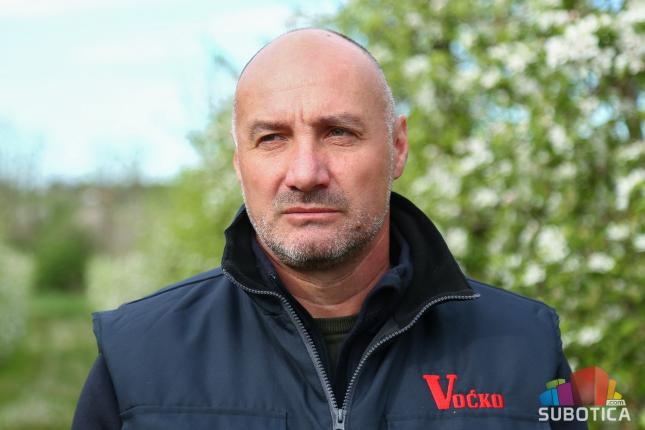 Da li tavankutska jabuka odlazi u zaborav? Iskrčeno više od polovine voćnjaka