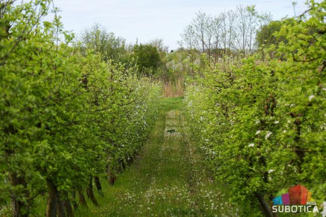 Da li tavankutska jabuka odlazi u zaborav? Iskrčeno više od polovine voćnjaka