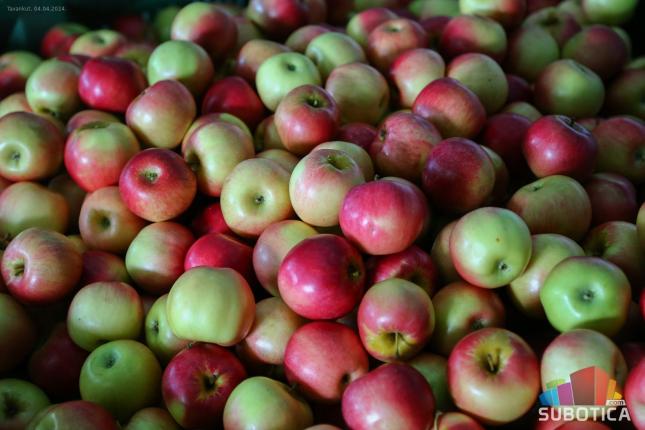 Da li tavankutska jabuka odlazi u zaborav? Iskrčeno više od polovine voćnjaka