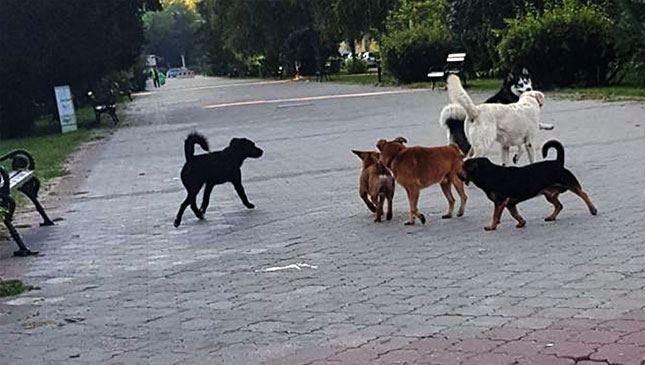 Neophodno sistemsko rešavanje problema pasa i mačaka lutalica