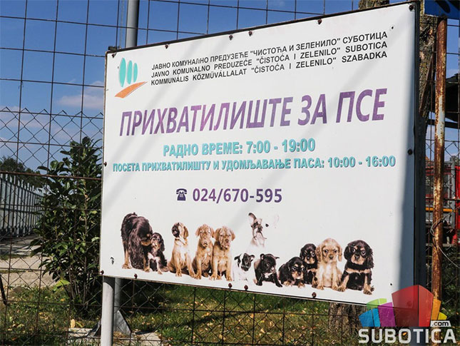 Neophodno sistemsko rešavanje problema pasa i mačaka lutalica