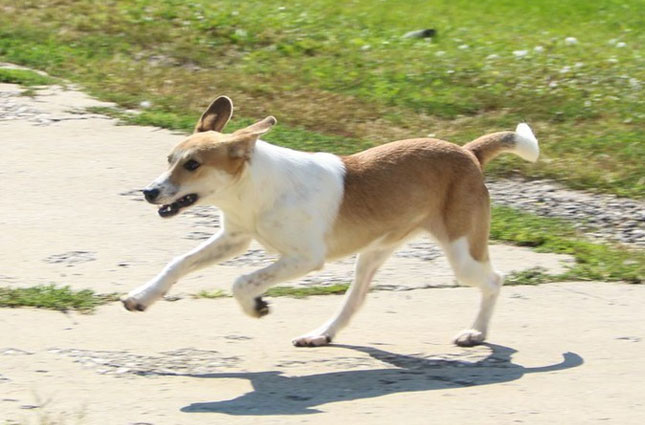 Neophodno sistemsko rešavanje problema pasa i mačaka lutalica