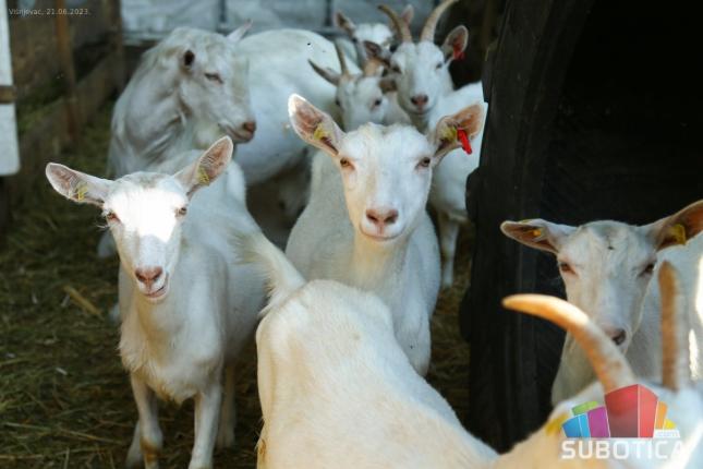 Mala farma koza ponos porodice Torda iz Višnjevca: "Sve više ljudi kupuje kozje mleko, sir i surutku"