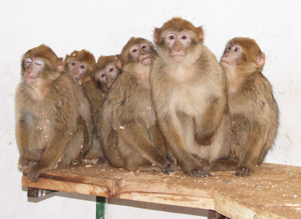 Sprečen šverc majmuna i pataka