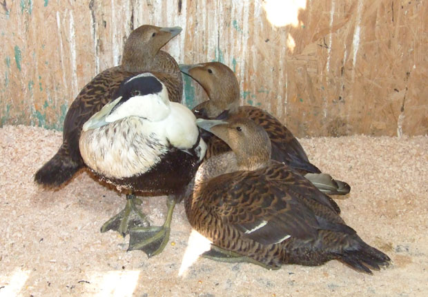 Sprečen šverc majmuna i pataka