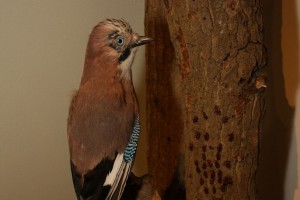 Noć muzeja - Subotica