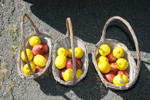 Osnovci i saobraćajna policija u akciji "Limun ili jabuka"