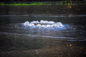 Subotičke ulice nakon jake kiše