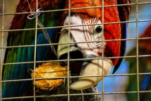 29. Međunarodna izložba sitnih životinja