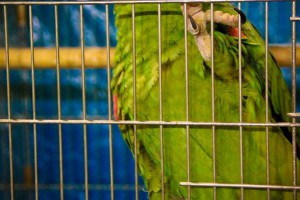 29. Međunarodna izložba sitnih životinja