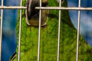 29. Međunarodna izložba sitnih životinja