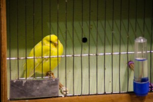 29. Međunarodna izložba sitnih životinja