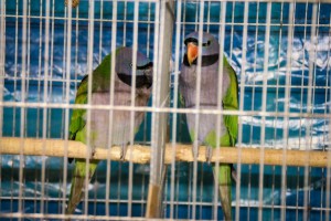 29. Međunarodna izložba sitnih životinja