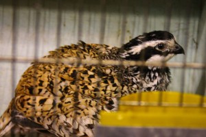 29. Međunarodna izložba sitnih životinja