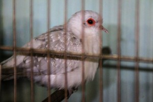 29. Međunarodna izložba sitnih životinja