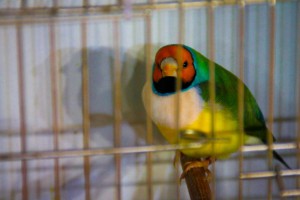 29. Međunarodna izložba sitnih životinja