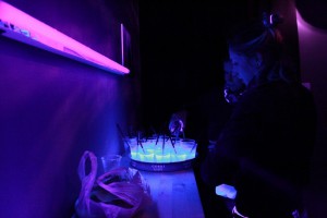 Medusa Dani filma 2012 u Omladinskom klubu "Skladište"