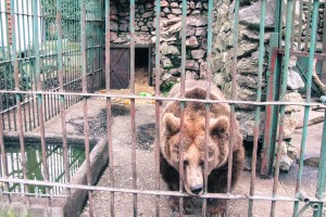 Nova kuća za mrkog medveda
