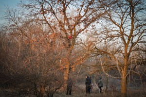 Seča i osveštanje badnjaka