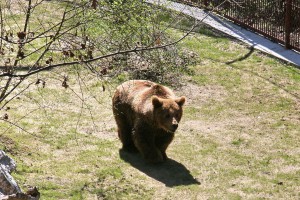Otvorena volijera za mrkog medveda