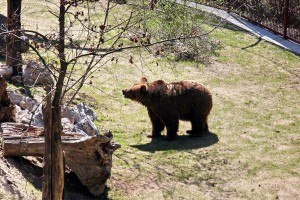 Otvorena volijera za mrkog medveda