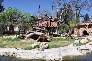 Otvorena volijera za mrkog medveda