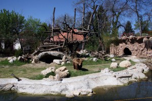 Otvorena volijera za mrkog medveda