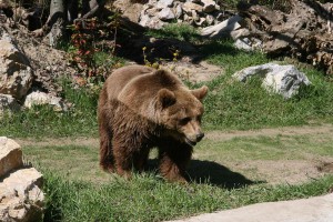 Otvorena volijera za mrkog medveda