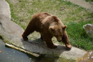 Proslava 1. maja na Paliću (Zoo vrt)