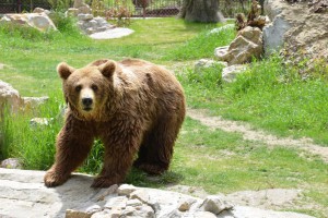 Proslava 1. maja na Paliću (Zoo vrt)