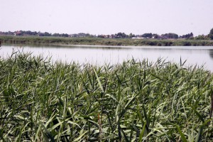 Volonterski radni kamp na teritoriji prirodnog rezervata Ludaš