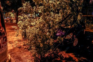 Snažno nevreme rušilo stabla u Subotici