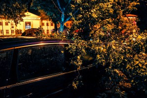 Snažno nevreme rušilo stabla u Subotici