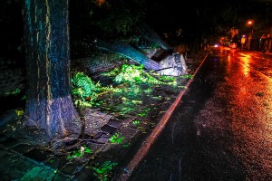 Snažno nevreme rušilo stabla u Subotici