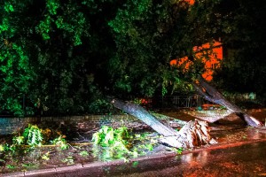 Snažno nevreme rušilo stabla u Subotici