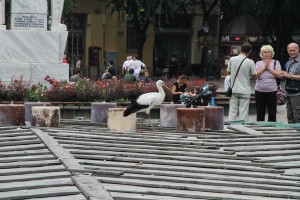 Neobični gosti u centru grada