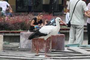 Neobični gosti u centru grada