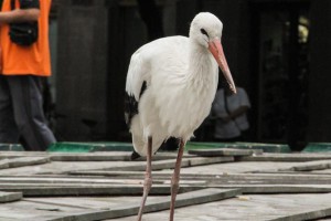 Neobični gosti u centru grada