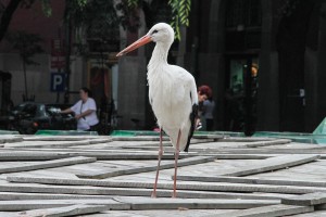 Neobični gosti u centru grada
